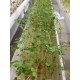 MG-6 Microgreens System (6x 1.8m Growing Channels)