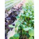 NFT Hydro MG-52 Microgreens System (52 x 1.8m Growing Channels 3 meter))