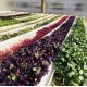 NFT Hydro MG-52 Microgreens System (52 x 1.8m Growing Channels 3 meter))