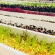 NFT Hydro MG-52 Microgreens System (52 x 1.8m Growing Channels 3 meter))