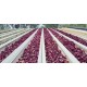 NFT Hydro MG-52 Microgreens System (52 x 1.8m Growing Channels 3 meter))