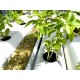 1-4 Hydroponic Herb & Lettuce Grower System