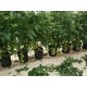 300M² 364-P HYDROPONIC DUTCH TYPE BUCKET