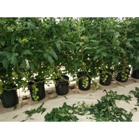 300M² 364-P HYDROPONIC DUTCH TYPE BUCKET