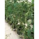 300M² 364-P HYDROPONIC DUTCH TYPE BUCKET