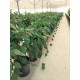 300M² 364-P HYDROPONIC DUTCH TYPE BUCKET